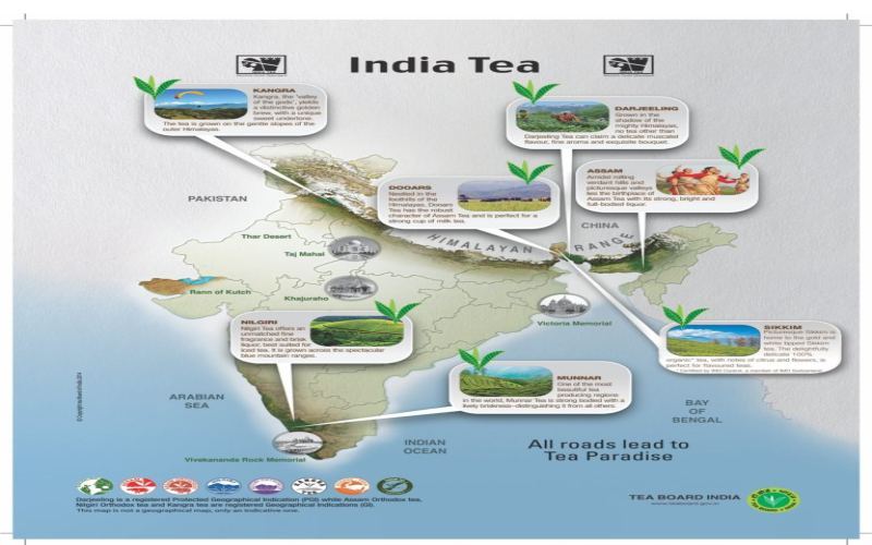 A Guide to the Seven Major Tea Regions of India: Flavor Profiles from Darjeeling to Tripura