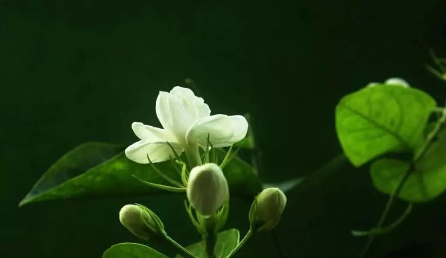 Creative Fusion of Coffee and Jasmine: A Practical Guide to 3 Brewing Methods and Parameters