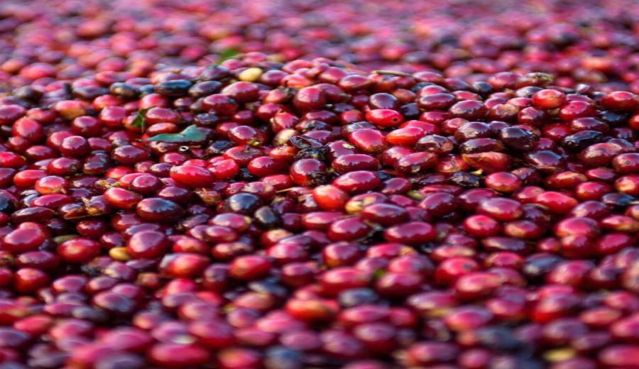 Unveiling the Origins of Panamanian Geisha Coffee & Pour Over Flavor Profile | Complete Guide to Filter Bag Brewing Techniques