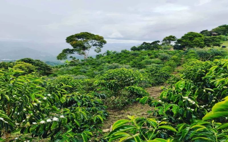 Analysis of Sidra Beans from Finca La Línea, Huila, Colombia | Pour Over Flavor & Cultivation Guide