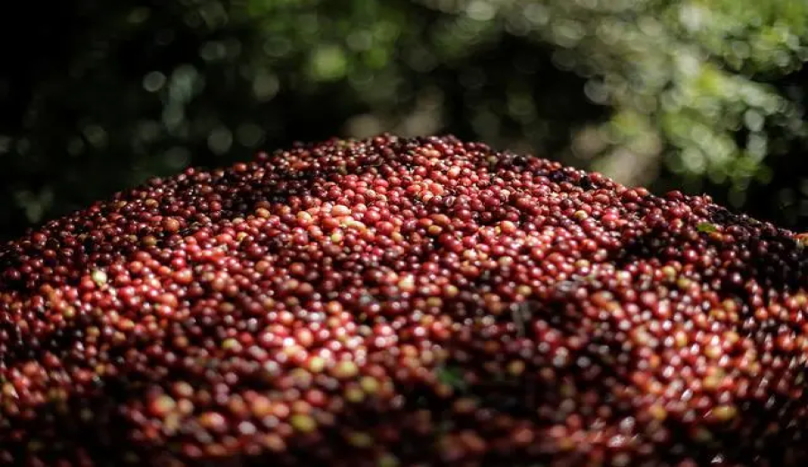 Behind the Decline in Central American Coffee Production: How Extreme Weather and Labor Crises Are Impacting the Market