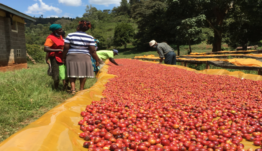 How to Choose Yirgacheffe Pour Over Beans? A Guide to the Characteristics of Africa’s Fruity Coffee Region and How to Identify Authentic Beans