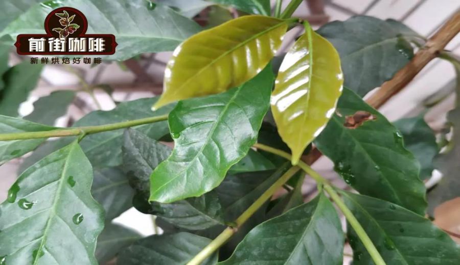 Yunnan Coffee Region Review: Flavor Analysis of Typica Varieties & Pour Over Recommendations