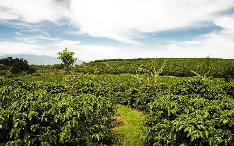 Costa Rica Tarrazú Finca Canet Mozart Beans: H1 Variety & Honey Process Pour Over Flavor Profile