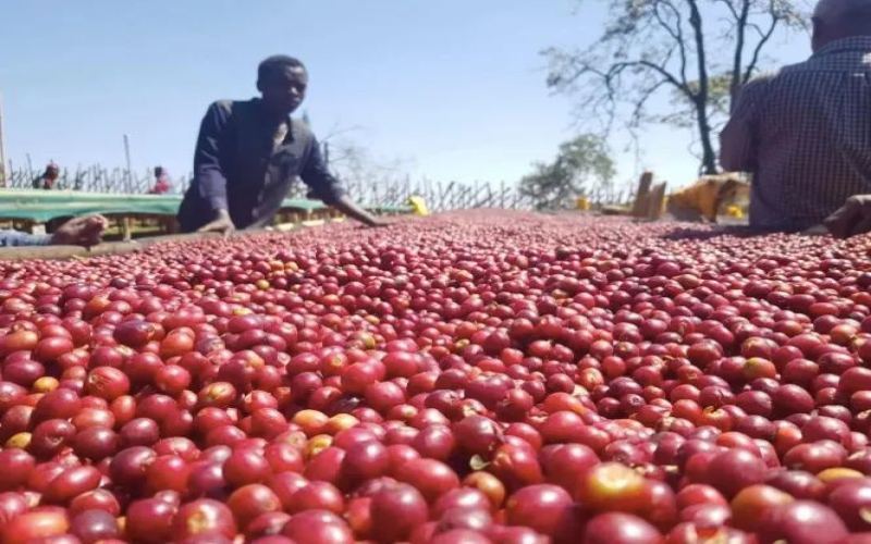 Unveiling the Flavors of Ethiopia’s Guji Region: How the Hua Kui Coffee Beans Achieve Great Taste?