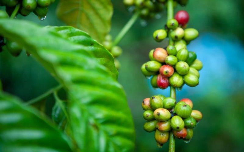 Global Robusta Breeding Updates: Unveiling Progress in Disease-Resistant Variety Trials in Uganda