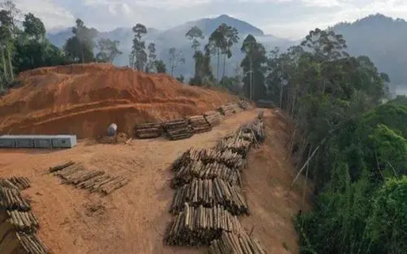 2023/24 Global Coffee Production Forecast: Brazil Sees Increase, Vietnam and Indonesia Face Challenges and Market Trends