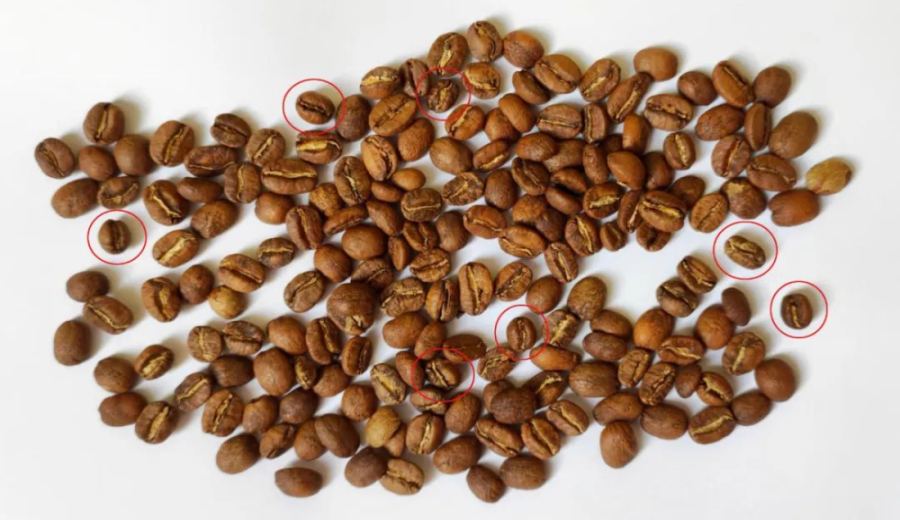 What's the difference between coffee peaberries and flat beans? Learn about their causes, flavors, and roasting in one go
