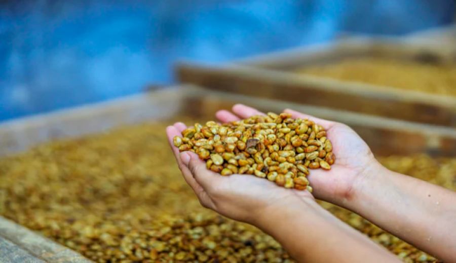 Analysis of Colombian Coffee Grading and Growing Regions: From the Andes to the Washed Huila Flavor Profile