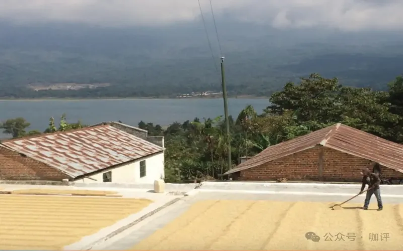 In-depth Analysis of Guatemala’s New Oriental Geisha Beans: Flavor Profile, Growing Conditions, and Pour Over Recommendations