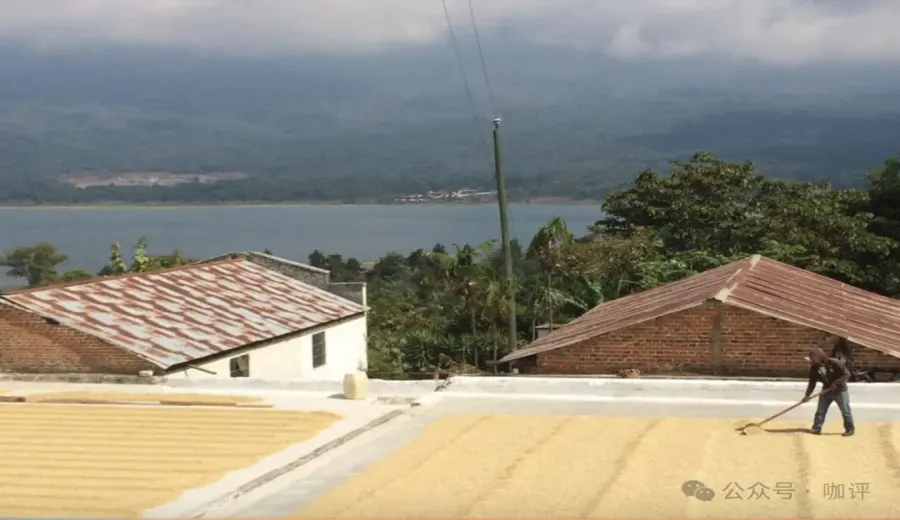 In-depth Analysis of Guatemala’s New Oriental Geisha Beans: Flavor Profile, Growing Conditions, and Pour Over Recommendations