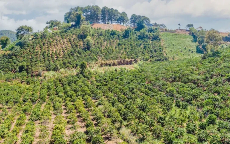 Vietnamese Robusta Soars Past Arabica Prices: Analysis of a 50-Year Rare Phenomenon in the Coffee Market