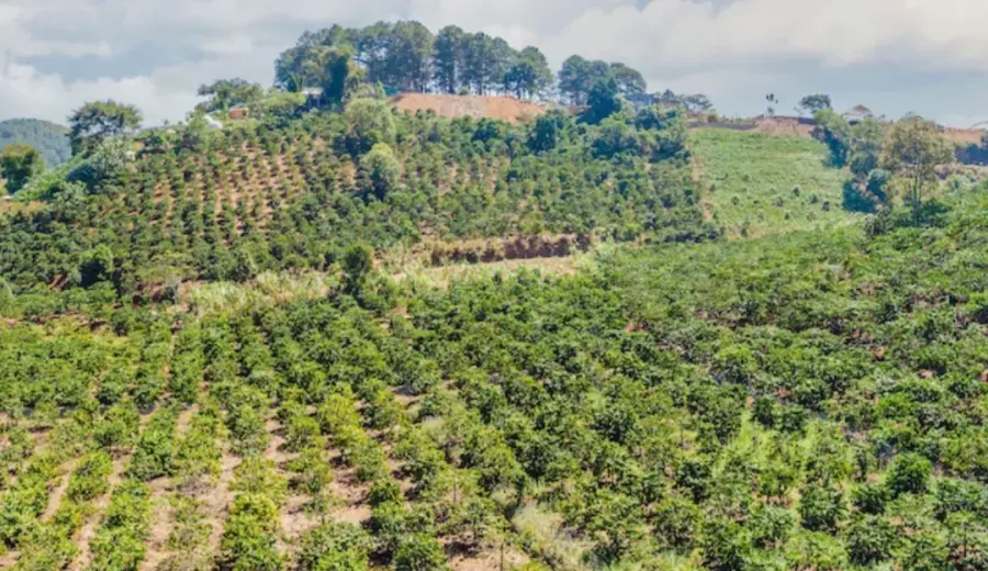 Vietnamese Robusta Soars Past Arabica Prices: Analysis of a 50-Year Rare Phenomenon in the Coffee Market