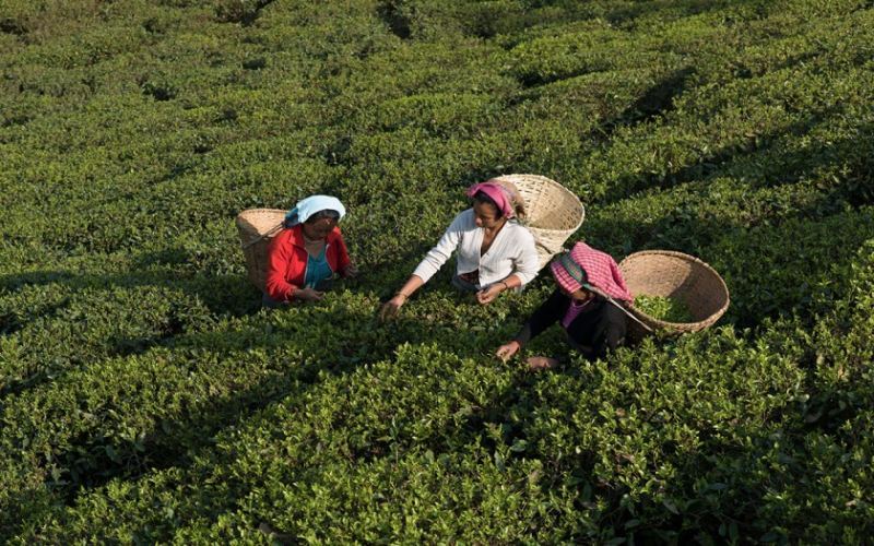 How to Choose Darjeeling Autumn Harvest Black Tea? Master Its Flavor, Grade, and Price in One Go