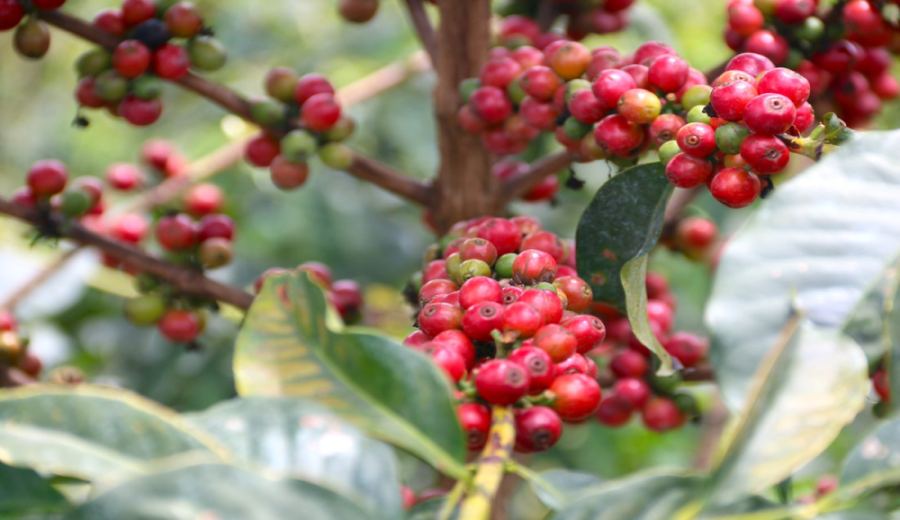 In-depth Analysis of Brazilian Yellow Bourbon Coffee: Variety Origins, Flavor Characteristics, and Roasting Recommendations