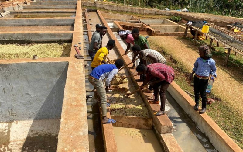 A Complete Guide to Ethiopian Yirgacheffe Natural Coffee Beans: Flavor Profile & Pour Over Parameters