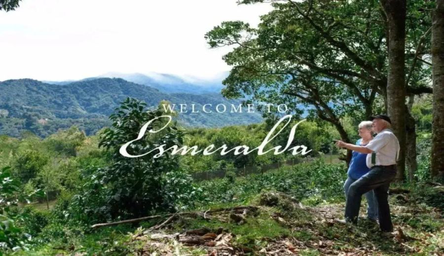 A Complete Guide to Finca El Ocaso Geisha: How to Choose Between Red, Green, Black Labels? The Truth Behind the Discontinuation of the Blue Label 1500