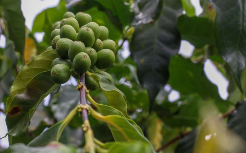 Top 10 Global Coffee Producing Countries: Arabica-Dominant Regions, Flavor Profiles & Pour Over Recommendations