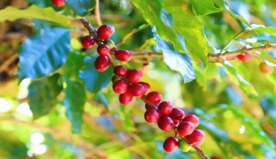 Yunnan coffee bean exports exceed 43,000 metric tons！Starbucks' 10-year procurement record and industry upgrade
