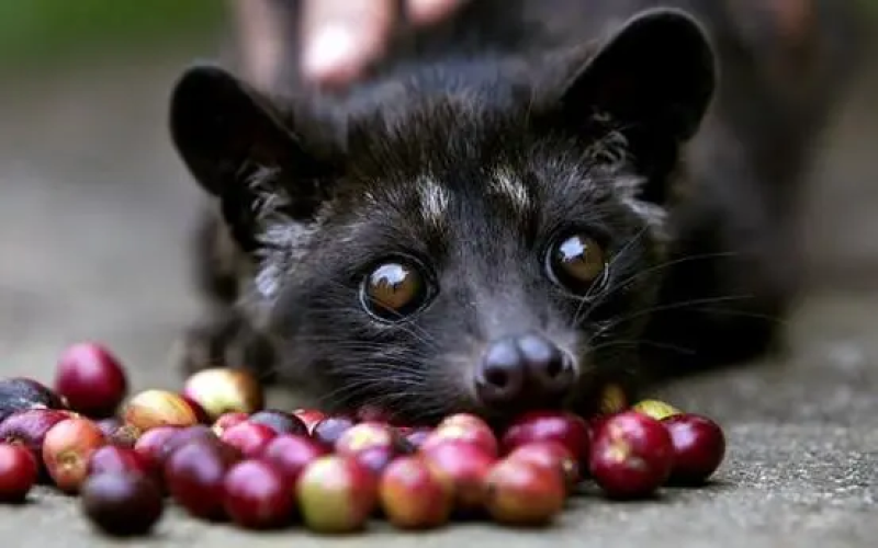 A Complete Guide to Kopi Luwak: The Transformation from Animal Excrement to Premium Coffee