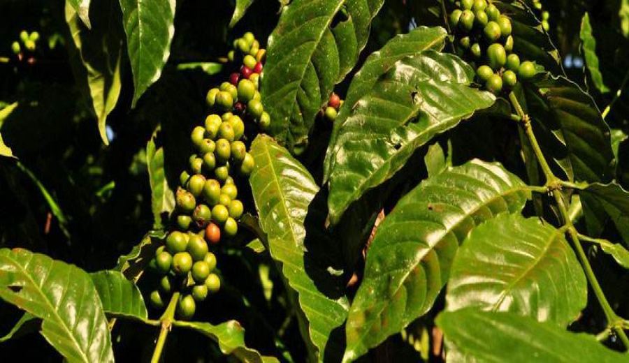 Complete Guide to Brazilian Coffee Grading: Regional Characteristics, Grade Standards, and Pour Over Parameter Settings