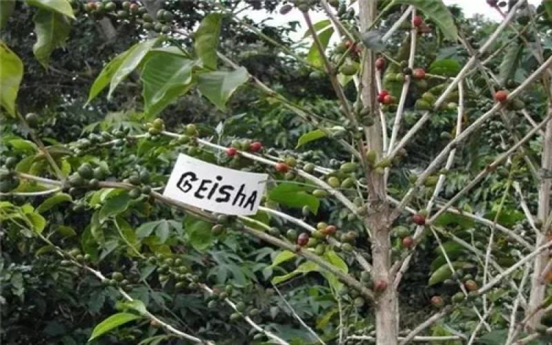 A Complete Guide to Panamanian Geisha Coffee: Variety Origins, Grading System, and Pour Over Parameters