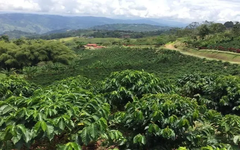 Colombian Huila Finca El Diviso Gesha Coffee: Variety Origins, Flavor Profile & Brewing Recommendations