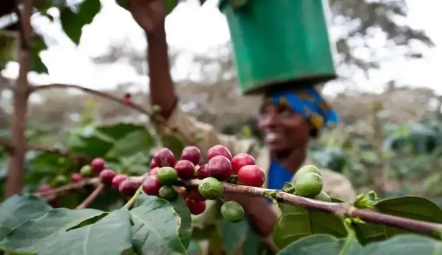 Ethiopia's May coffee exports surge, but civil war and Red Sea crisis pose risks