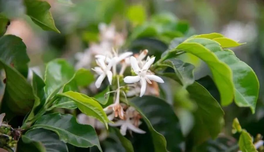 Eugenioides Coffee Beans: Unveiling the Ancestral Flavors of Arabica and Its Challenging Cultivation