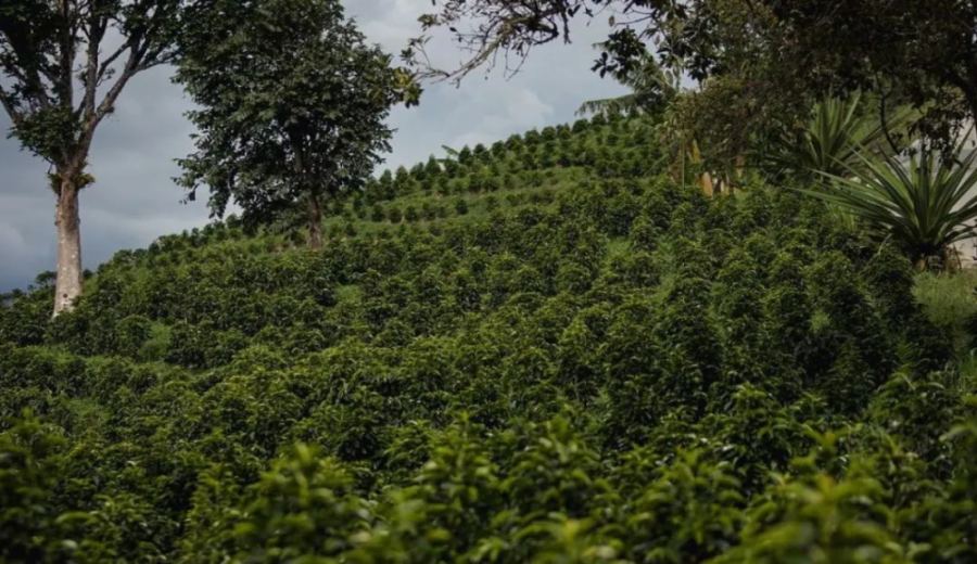 A Complete Guide to Colombian Huila Coffee: Washed Process, Caturra Variety & Pour Over Parameters