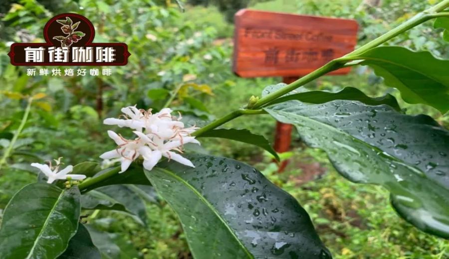 In-depth Analysis of Yunnan Small-Bean Coffee: The Catimor Variety, Regional Characteristics, and Pour Over Recommendations