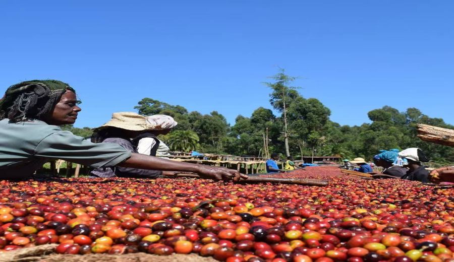 Ethiopia Hambella High-Altitude Washed Beans: A Complete Breakdown of Sweet Flavors and Regional Secrets