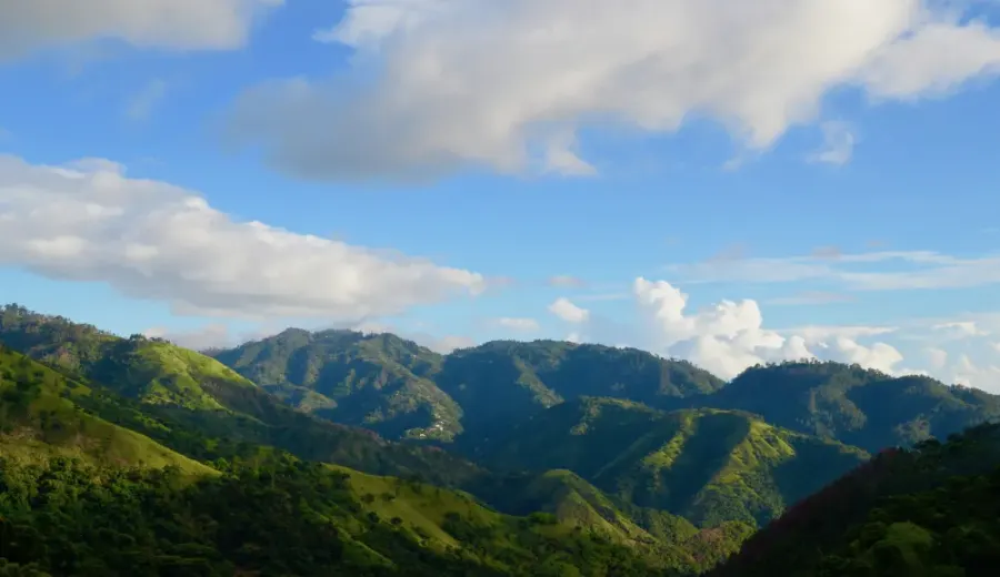 The Ultimate Guide to Jamaican Blue Mountain Coffee: Planting at the Clifton Estate & Flavor Profile of the Typica Variety