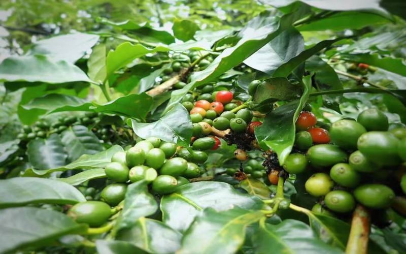 The Evolution of Yunnan's Small Coffee Beans | A Flavor Transition Guide from Typica to Catimor