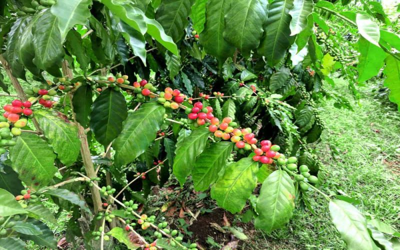 Flavor Analysis of Panama Boquete Gesha & Flower Butterfly | Pour Over Parameters & Beginner Recommendations