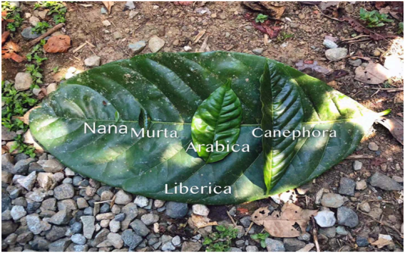 Flavor Profile of Robusta Coffee Beans: The Bitter-Aromatic Charm and Practical Advantages Re-Evaluated by the Specialty Coffee World