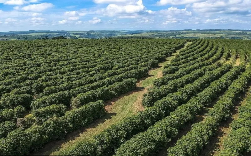 Brazil ravaged by heavy rains: Coffee-growing regions hit, 2024 harvest risks escalate