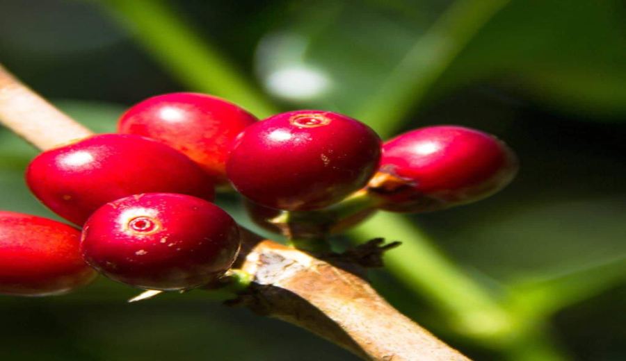 The Ultimate Guide to Geisha Coffee: Origin, Regional Differences, and Pour Over Parameters