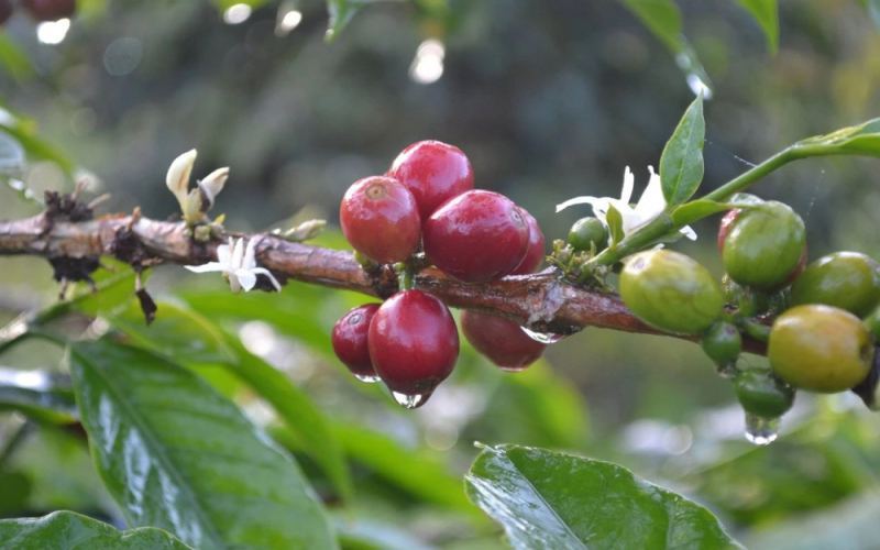 A Complete Guide to Sulawesi Toraja Coffee: From Ethnic Culture to Optimal Brewing Settings