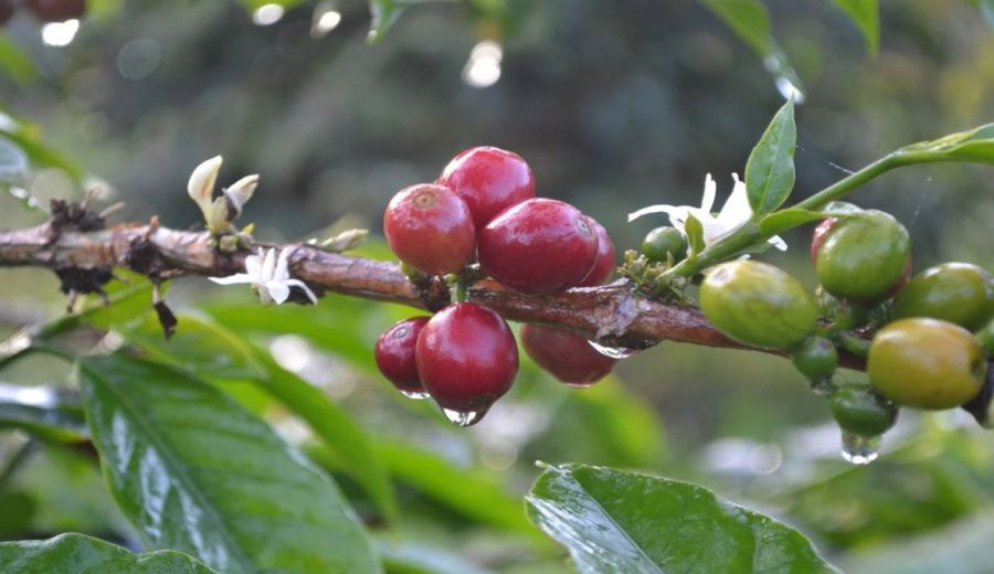 A Complete Guide to Sulawesi Toraja Coffee: From Ethnic Culture to Optimal Brewing Settings