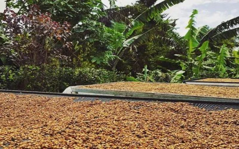 A Comprehensive Guide to Costa Rica Honey Processing: From Origins to Deep Dive into Geisha Flavors