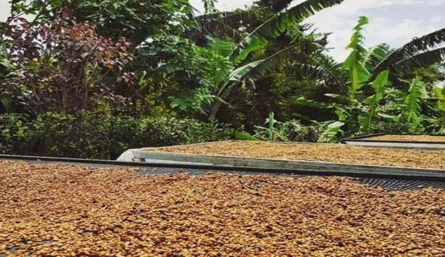 A Comprehensive Guide to Costa Rica Honey Processing: From Origins to Deep Dive into Geisha Flavors