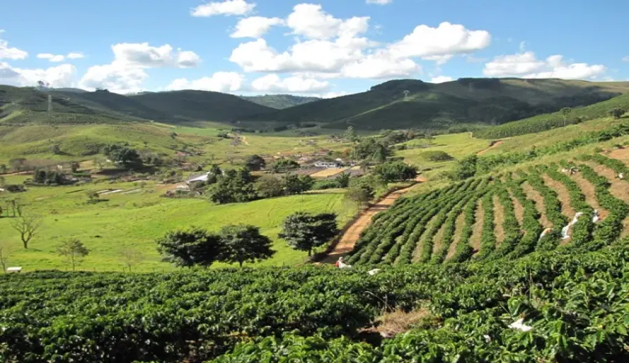Brazilian São Paulo High-Altitude Yellow Bourbon: Flavor Profile and Pour Over Guide for Queen’s Estate Natural Beans