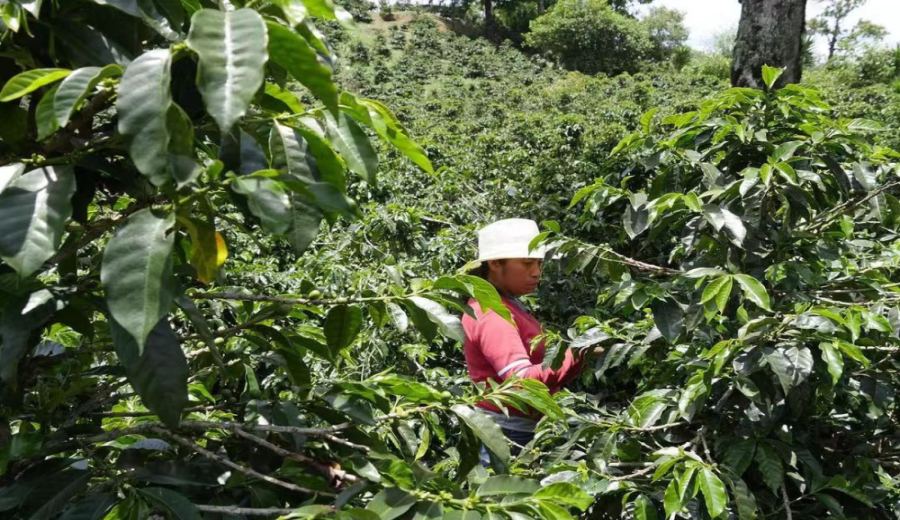 Complete Guide to Honduras' Specialty Coffee Regions: The Flavor Secrets of Sherry Cask-Fermented Beans and Pour Over Parameters