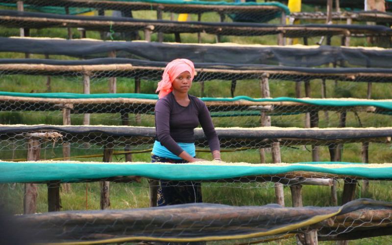 Complete Guide to Ethiopian Coffee Regions: Exploring Native Varieties, Processing Methods, and Flavor Profiles