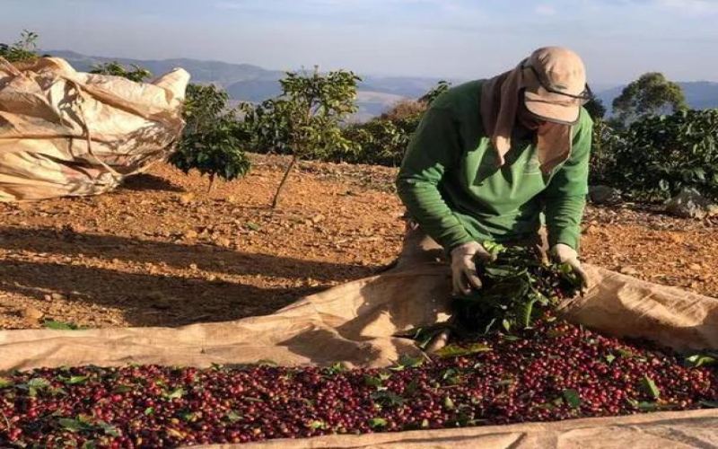 Behind the Surge in Brazilian Coffee Prices: A Comprehensive Analysis of Supply Chain Crisis and Exchange Rate Pressures