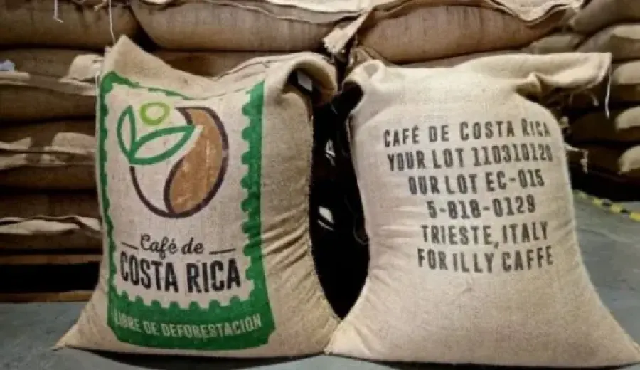 The first batch of EUDR deforestation-free coffee from Costa Rica departs for Italy, with 275 sacks from the Tarrazú Cooperative bound directly for the European market