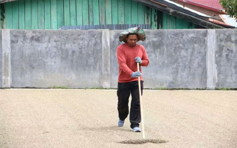Complete Guide to Indonesian Sumatra Coffee: Flavor, Processing Methods, and Pour Over Parameters for Golden Mandheling