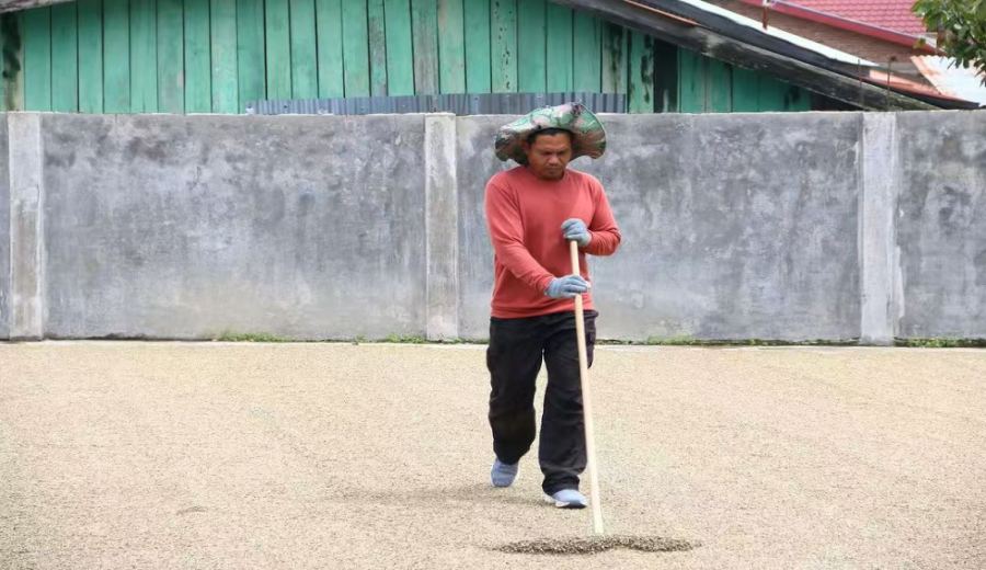Complete Guide to Indonesian Sumatra Coffee: Flavor, Processing Methods, and Pour Over Parameters for Golden Mandheling