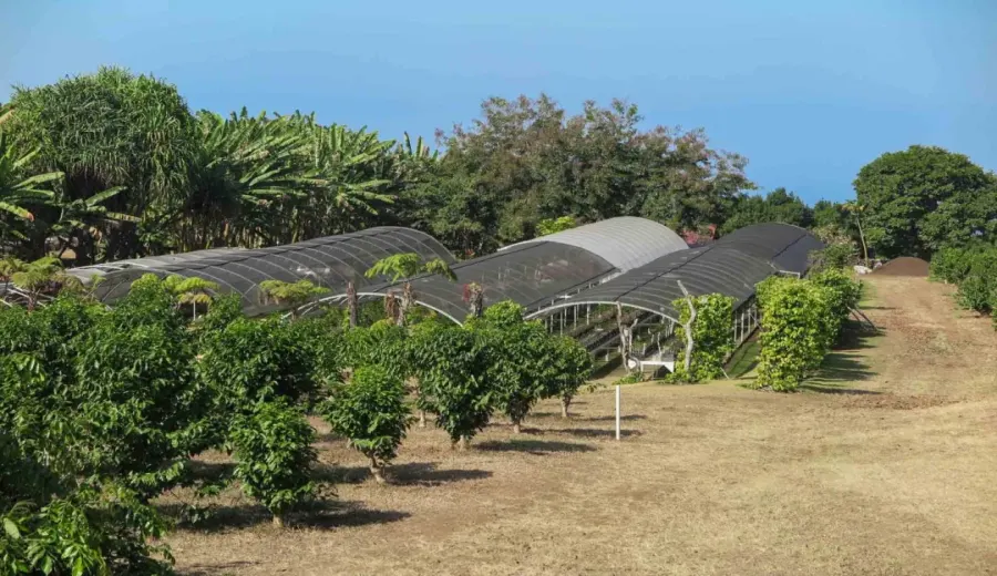 Analysis of the Hawaii Kona Coffee Region and Guide to Three-Stage Pour Over Technique
